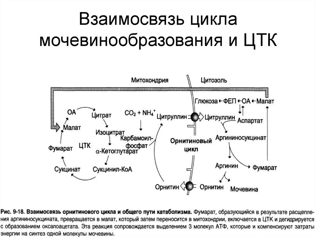 Орнитиновый цикл реакции. Взаимосвязь реакций циклов мочевинообразования и ЦТК. Орнитиновый цикл биохимия цитруллин. Цикл Кребса процессы. Цикл Кребса биохимия.