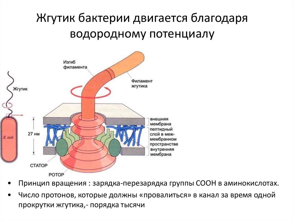 Состав жгутиков бактерий