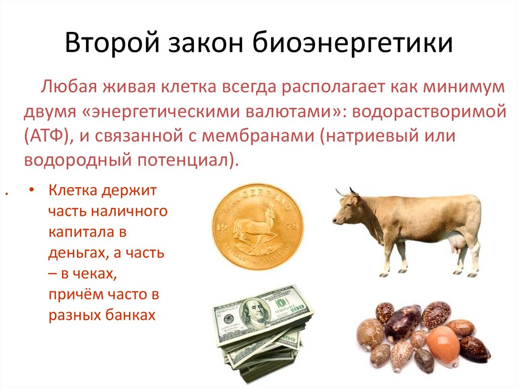 Второй закон биоэнергетики
