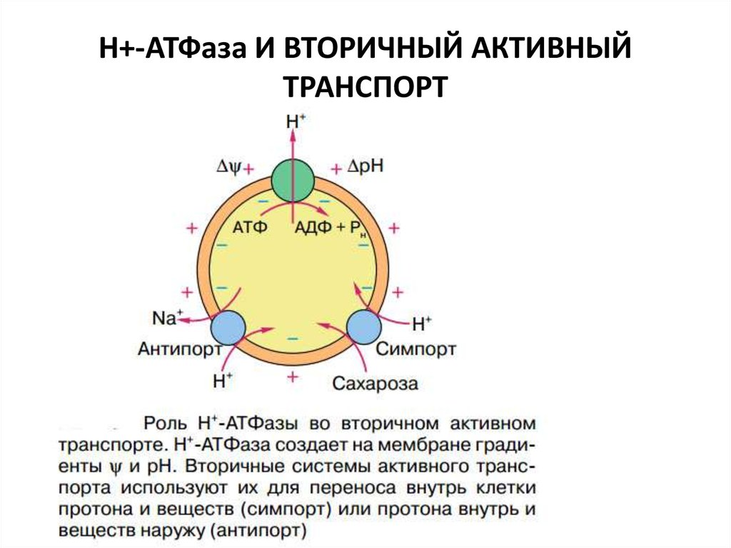 Атфаза. Вторичный активный транспорт. Н+/К+-АТФАЗА. Активный транспорт АТФАЗЫ.