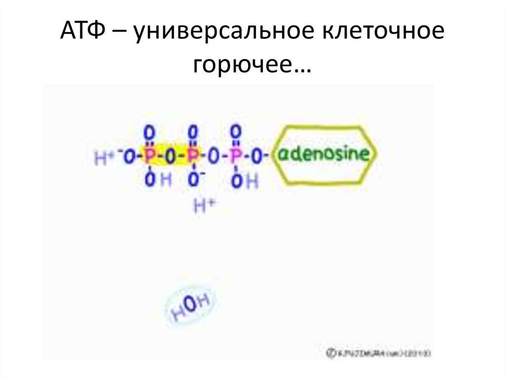 АТФ – универсальное клеточное горючее…