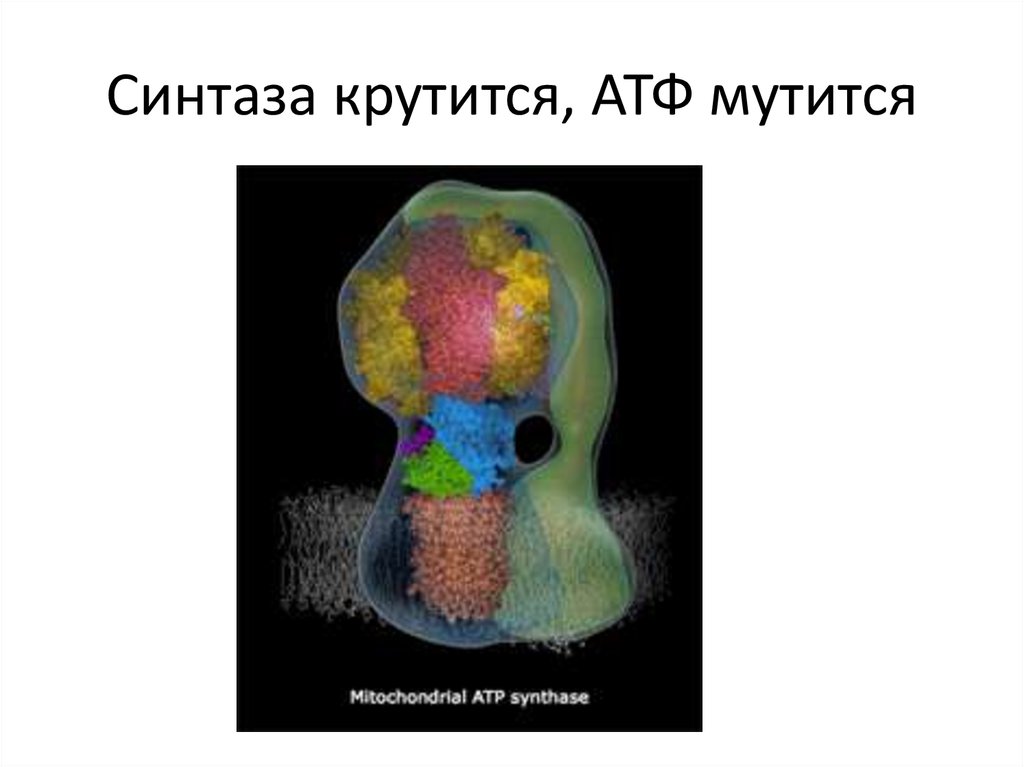 Синтаза крутится, АТФ мутится