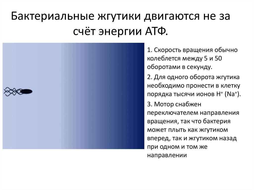 Бактериальные жгутики двигаются не за счёт энергии АТФ.