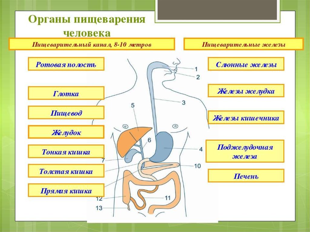 Органы входящие. Отделы пищеварительной системы человека схема. Схема пищеварительная система человека 8 класс биология. Пищеварительная система человека по порядку биология 8 класс. Схема органы пищеварения 8 класс биология.