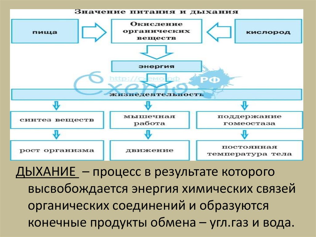 Процесс в результате которого из. Процесс дыхания химия. Энергия связей в органических соединениях. Конечным результатом процесса дыхания является Синтез.