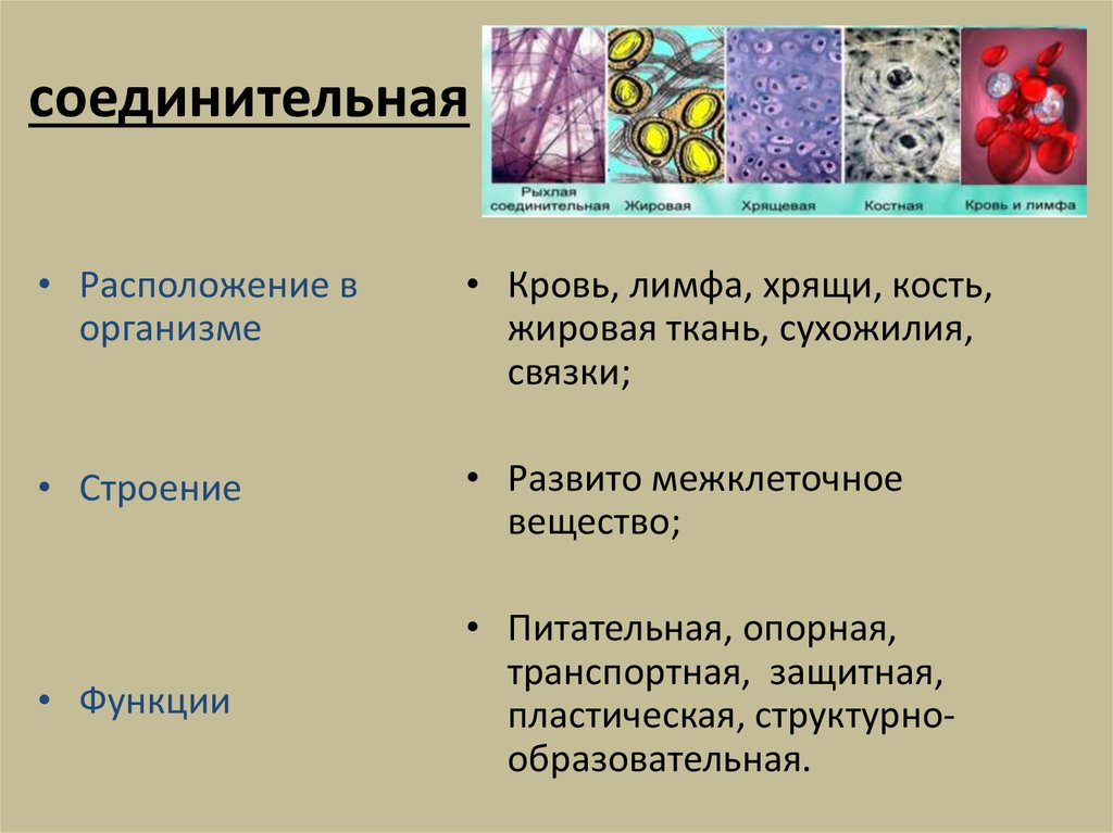 На рисунке изображена соединительная ткань кровь какова особенность этой ткани