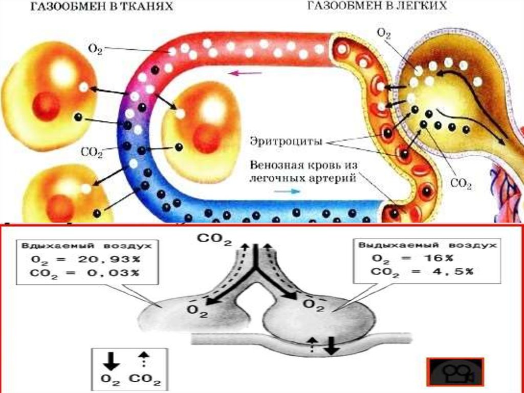 Газообмен