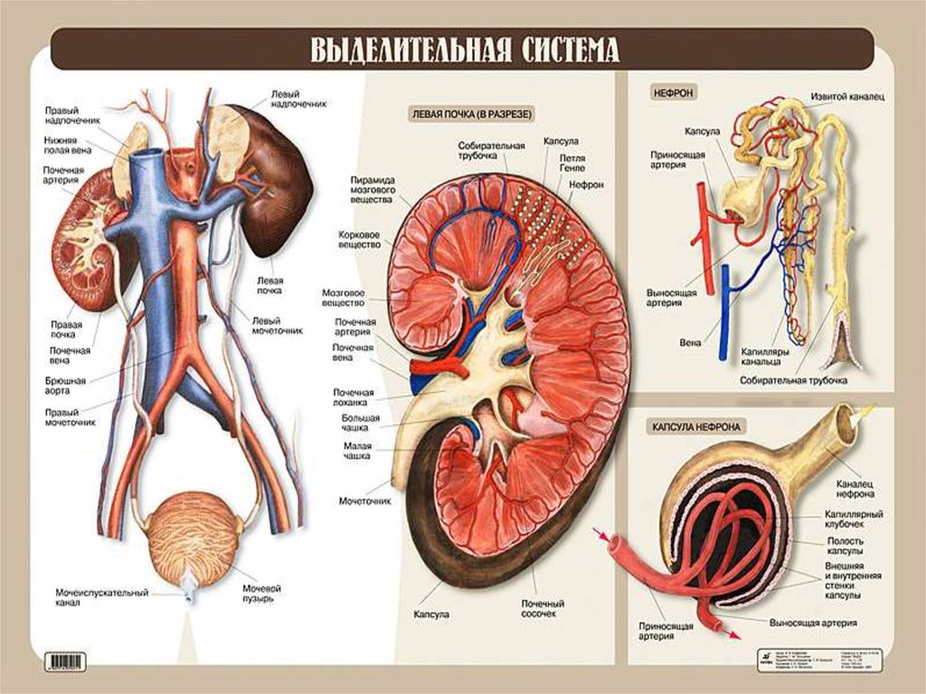 Строение мочевыделительной системы человека рисунок с подписями