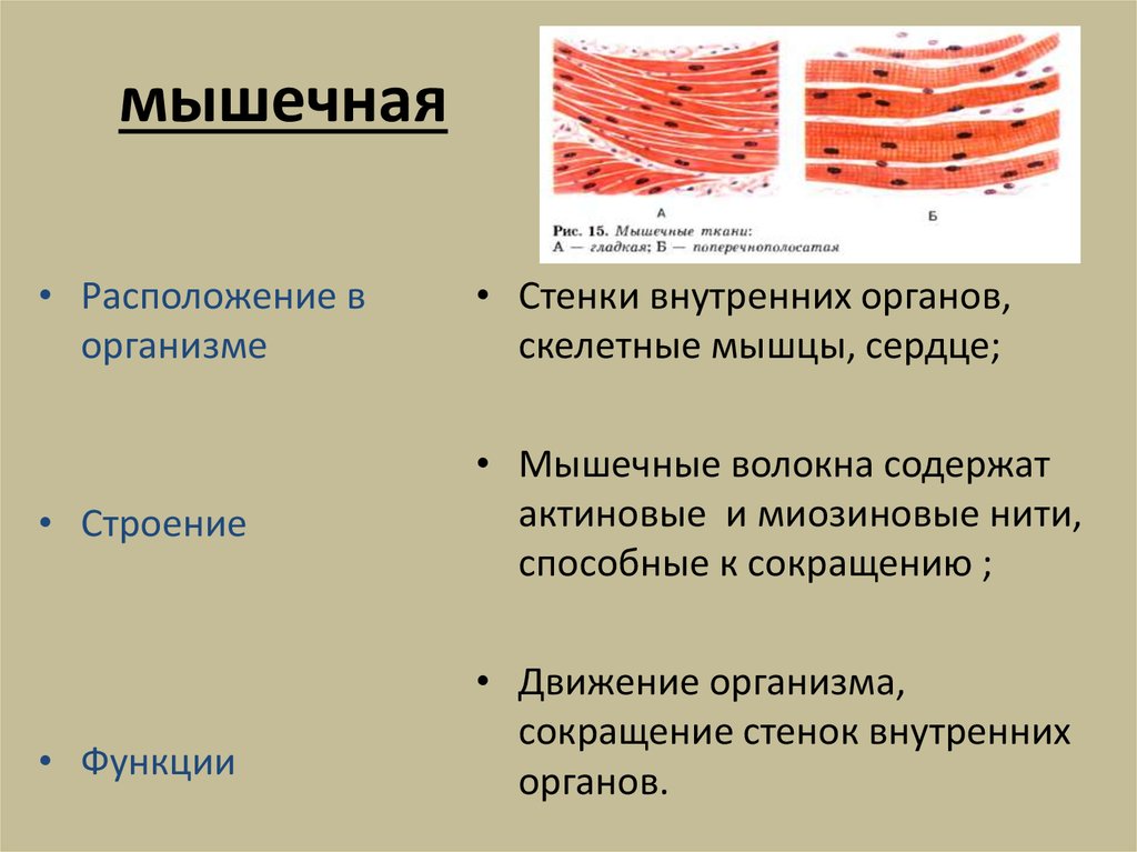 Паразитический образ жизни три слоя гладкой мускулатуры. Строение гладкой мышечной ткани человека. Строенинмышечной ткани. Мышечная ткань строение и функции местоположение. Структура скелетной мышечной ткани.