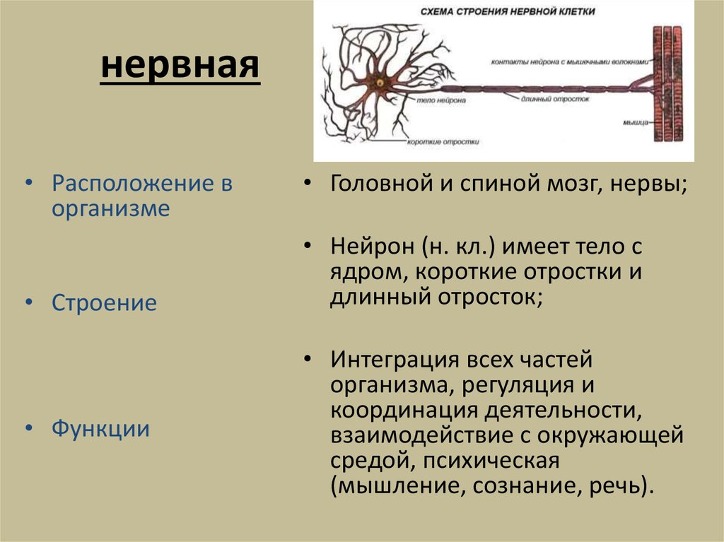 Как называется короткий нейрона. Нервная ткань расположение строение функции. Местоположение в организме и функции нервной ткани. Нервная ткань функции и строение и местонахождение. Нервная ткань функция ткани строение.