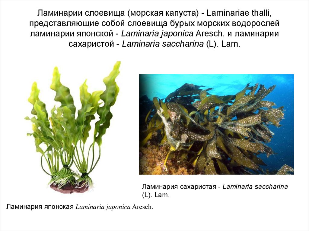 Ламинарии слоевища (морская капуста) - Laminariae thalli, представляющие собой слоевища бурых морских водорослей ламинарии