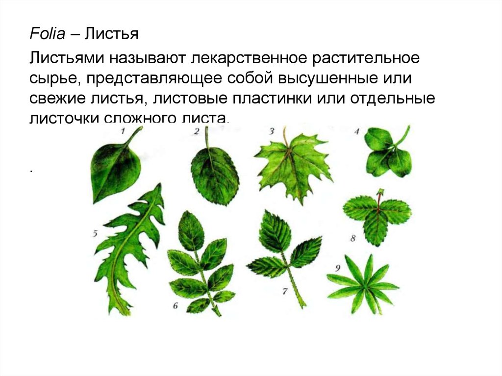 Свежие листья. Строение листовой пластинки травы череды. Лекарственные растения со сложными листьями. ЛРС морфологический листьев. Какой лист называют сложным