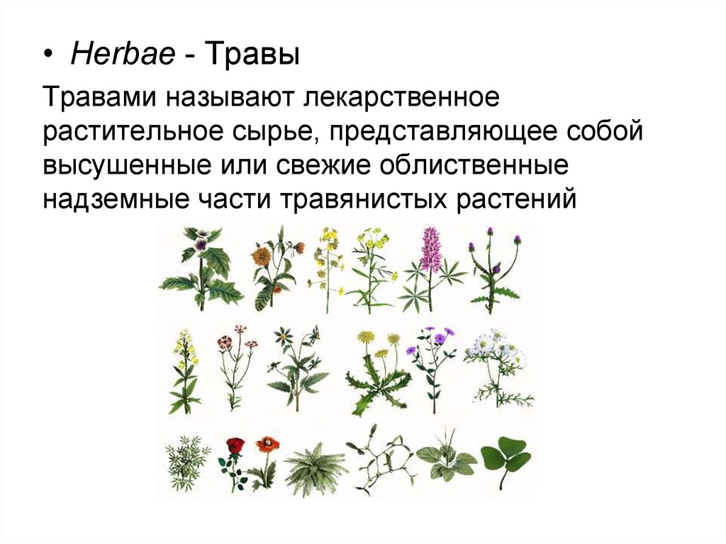 Сырье каких лекарственных растений используется. Классификация лечебных трав. Лекарственные растения схема. Лекарственные растения таблица. Систематика лекарственных растений.
