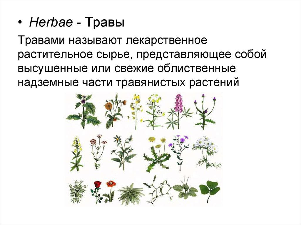 Важнейшие л. Надземные части травянистых растений. Фармакологические растения\. Лекарственные растения схема. Лекарственные растения фармакология.