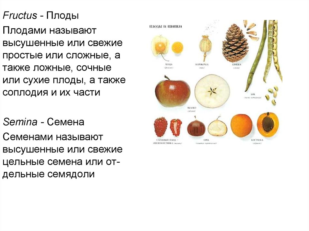 Что называют плодом. Сухие и сочные плоды. Плоды (Fructus). Плоды высушенные или свежие. Акация сухой или сочный плод.