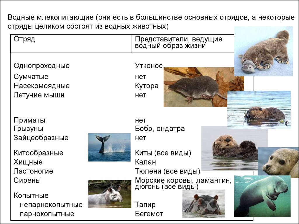 Примеры водных групп. Виды водных млекопитающих. Млекопитающие представители. Водные млекопитающие примеры. Описание водных млекопитающих.