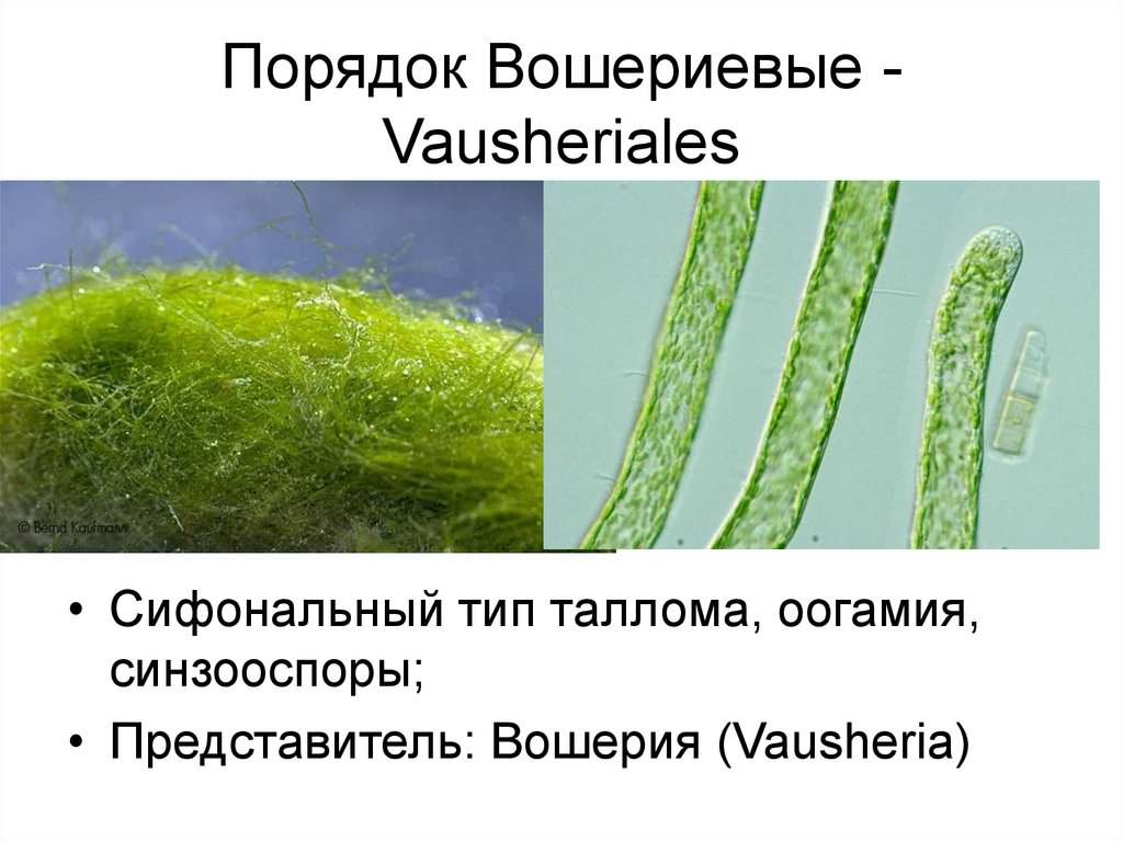 Зеленые водоросли форма. Вошерия водоросль. Вошерия водоросль Тип таллома. Желто зеленые водоросли вошерия. . Xanthophyta - желто зеленые водоросли..