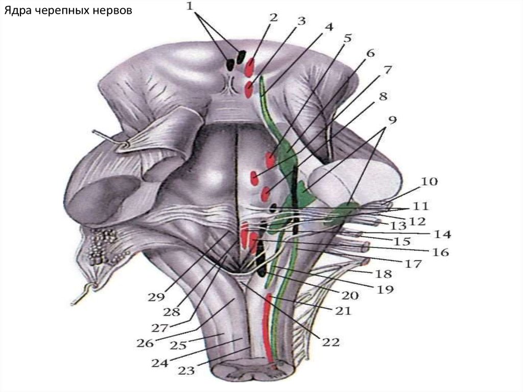 Ядра черепных нервов ствола мозга. Ядра черепных нервов. Ядра ЧМН нервов. Двигательные ядра ромбовидной ямки. Ядра 5 - 8 пар черепных нервов находятся в.