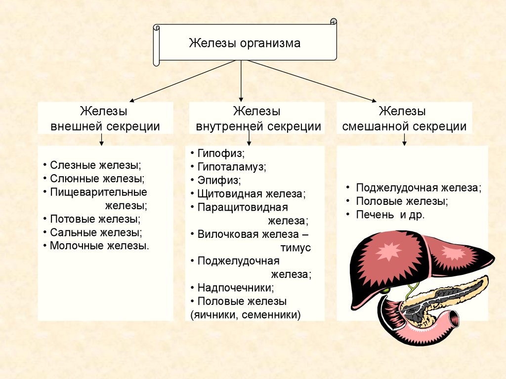 Биология 8 класс презентация железы