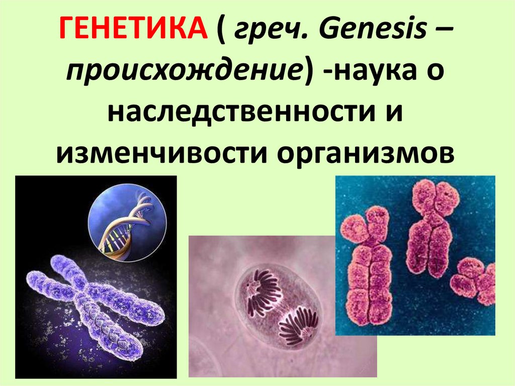 Наука генетика история. Генетика как наука о наследственности и изменчивости. Генетика наследственность. Зарождение генетики. Презентация на тему генетика.