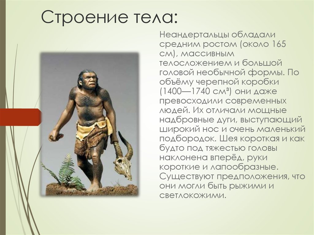 Особенности строения неандертальца. Неандерталец. Строение неандертальца. Неандерталец характеристика. Строение тела неандертальца.