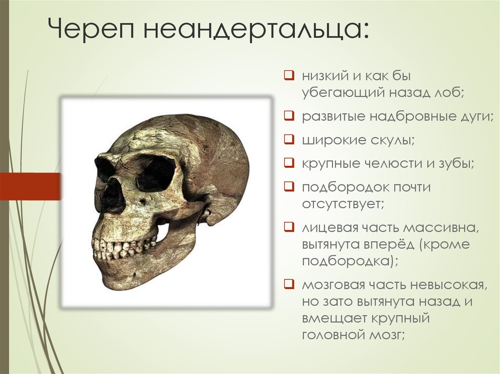 Древние люди егэ. Череп неандертальца рисунок сбоку. Неандерталец строение черепа. Череп человека и неандертальца. Черты строения черепа неандертальца.