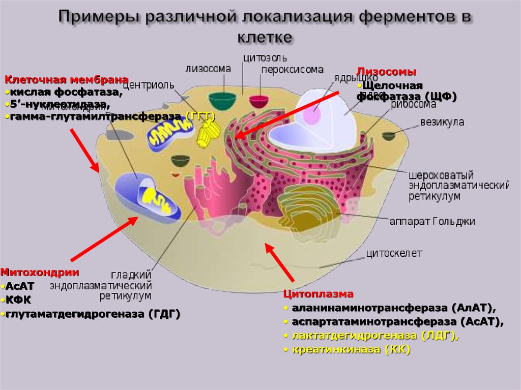 Ферменты лизосом синтезируются в. Органеллы, образующей внутреннюю среду клетки.. Внутриклеточная локализация ферментов. Ферменты мембран клеток.