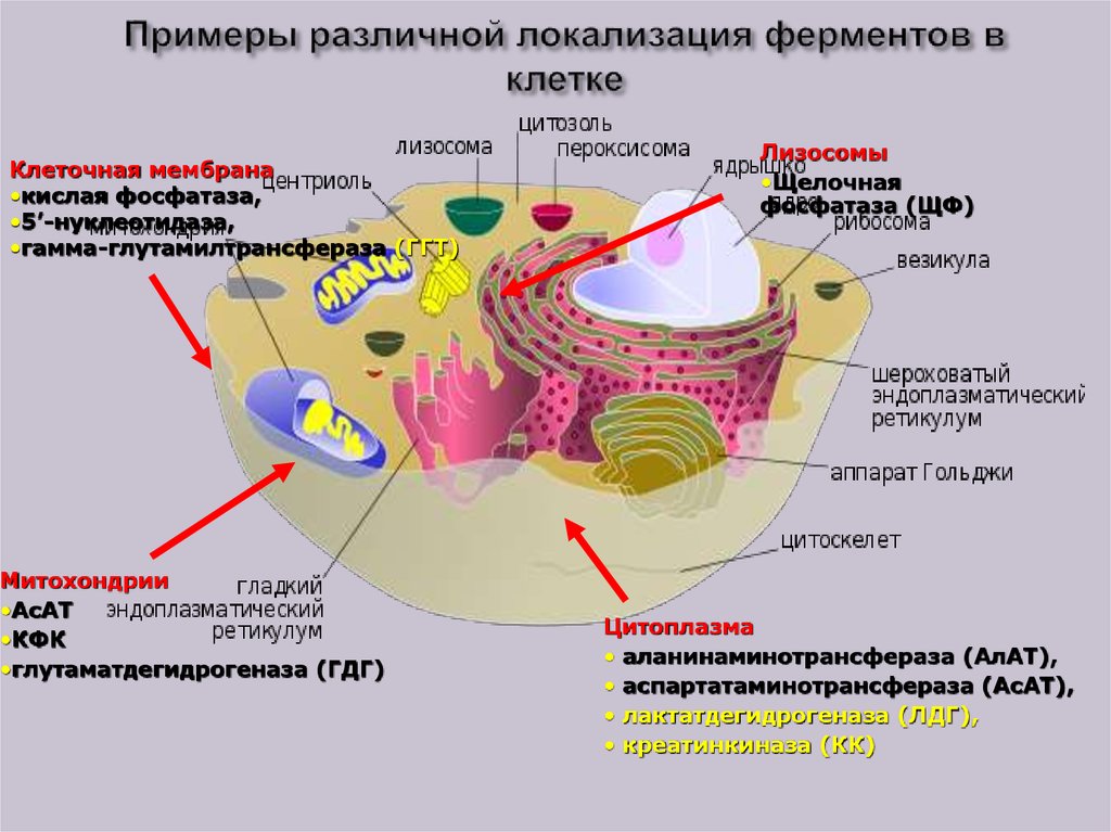 Клетки образующие органы. Органеллы, образующей внутреннюю среду клетки.. Локализация ферментов в клетке. Локализация органелл в клетке. Локализация органоидов в клетке.