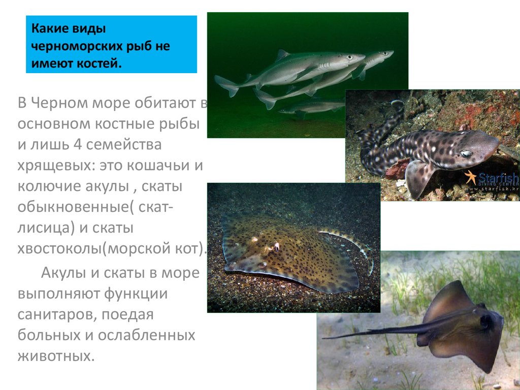 Черное море виды деятельности. Хрящевые рыбы черного моря. Какая рыба водится в черном море. Виды Черноморской рыбы. Рыбы чёрного моря названия.