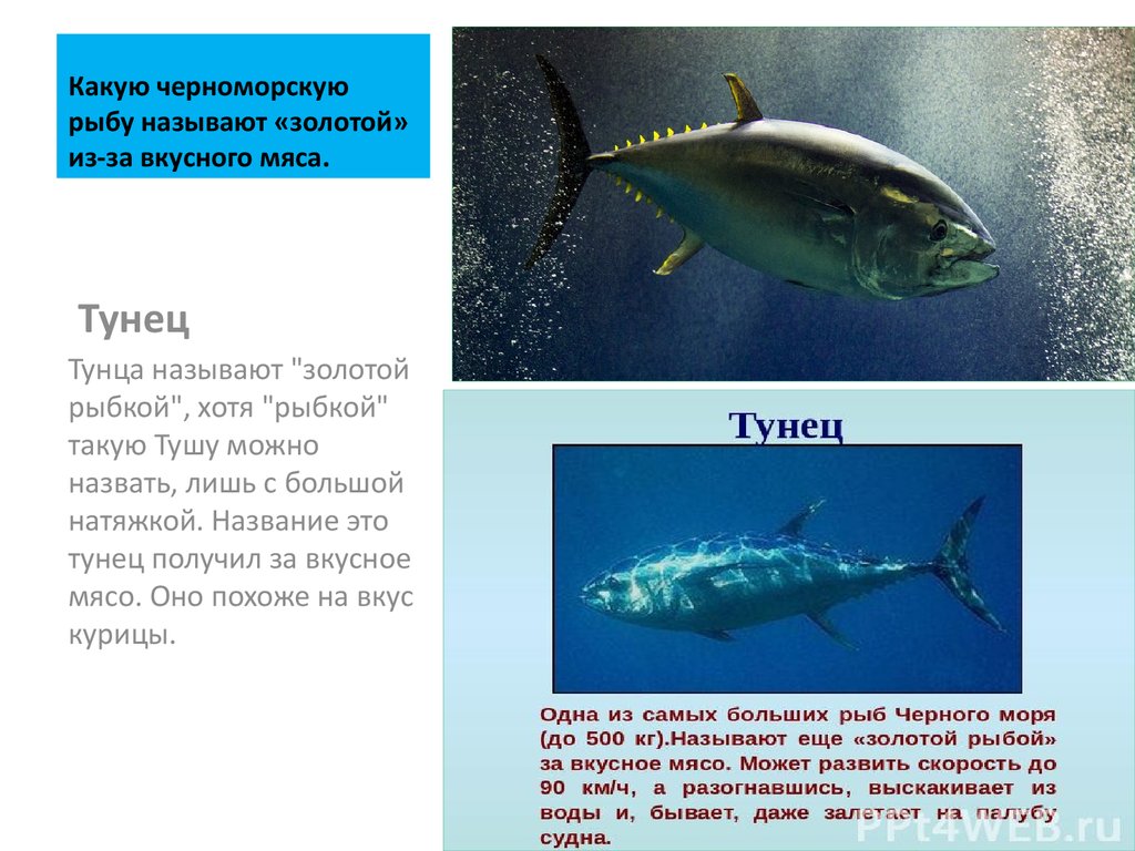 Какая рыба в природе не существует. Доклад про тунца. Сообщение о ТУНЦЕ. Тунец презентация. Тунец в черном море.