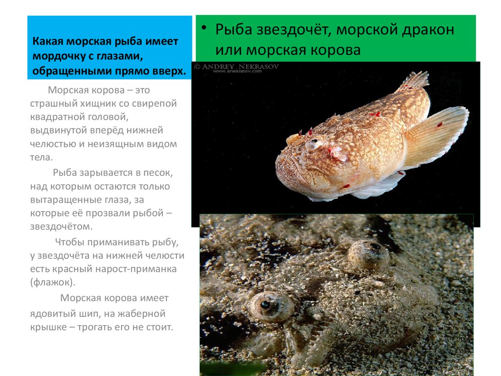 Какая морская. Морская корова Звездочет. Рыба Звездочет. Рыба Звездочет презентация. Звездочёт рыба интересные факты.