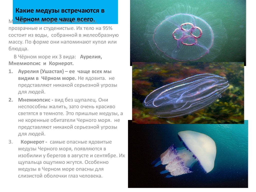 Чем опасны медузы. Медуза корнерот в черном море. Корнерот медуза в черном море опасны. Ядовитые медузы корнерот черного моря. Корнерот Кишечнополостные.