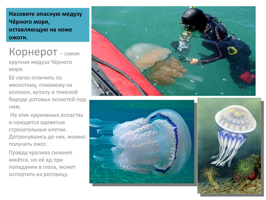 Чем опасны медузы. Корнерот медуза в черном море опасны. Ядовитые медузы корнерот черного моря. Медуза корнерот в черном море. Обитатели черного моря медуза корнерот.