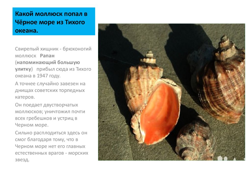 Моллюски черного моря проект по биологии