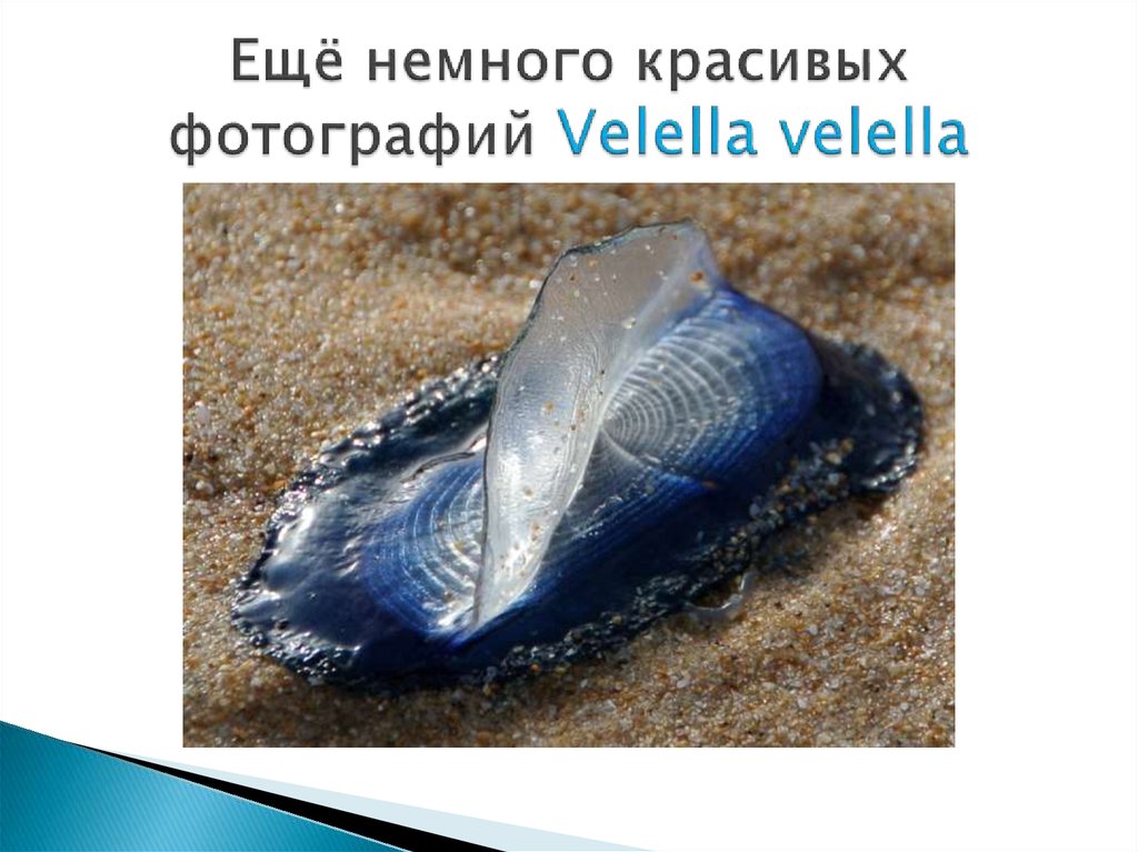 Ещё немного красивых фотографий Velella velella