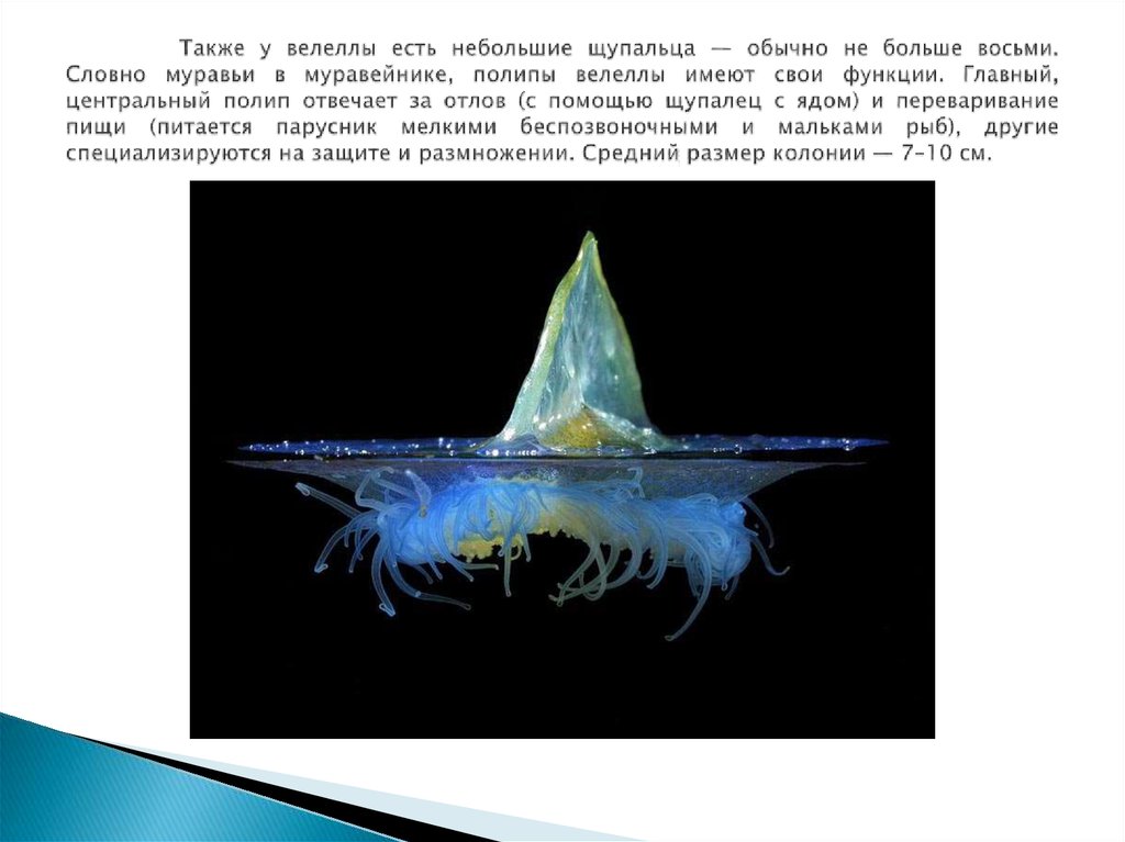 Также у велеллы есть небольшие щупальца — обычно не больше восьми. Словно муравьи в муравейнике, полипы велеллы имеют свои функции. Главны