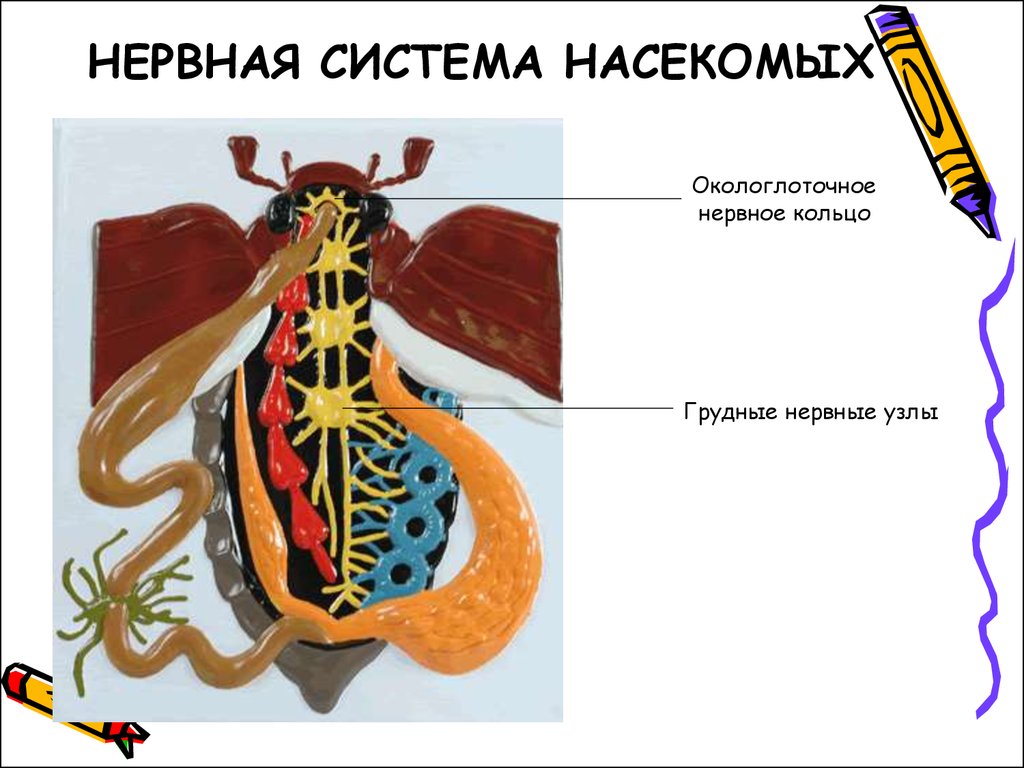 Кровообращение у насекомых. Нервная система насекомых 7 класс биология. Нервная система майского жука. Кровеносная система насекомых. Нервные узлы у насекомых.