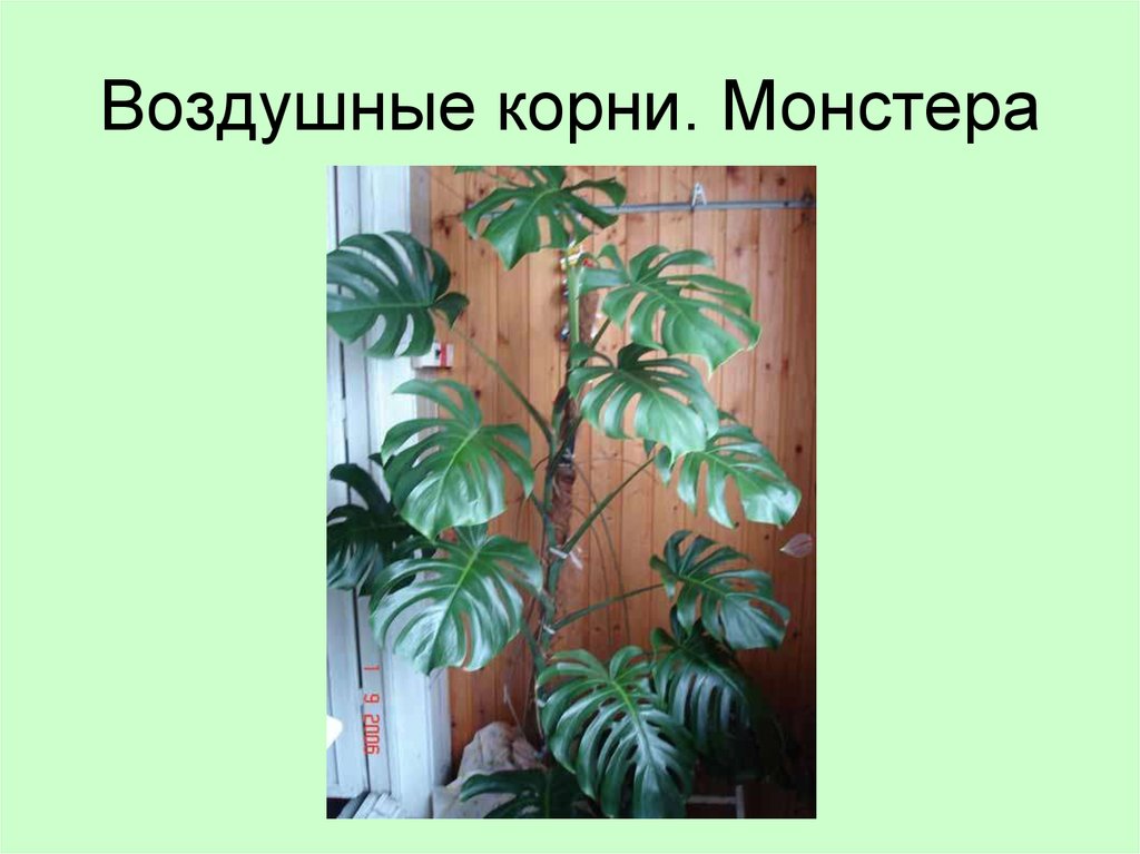 Воздух корень. Монстера деликатесная корни. Монстера вариегатная воздушные корни. Монстера растение воздушные корни. Монстера Альба воздушные корни.