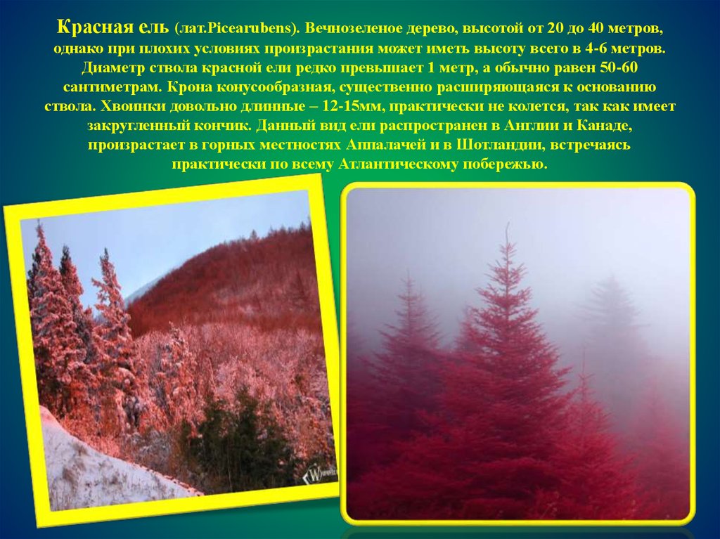 Произрастание хвойных деревьев природная зона. Красная ель в природе. Ель красная канадская. Канада красные ели. Ель в красной книге.