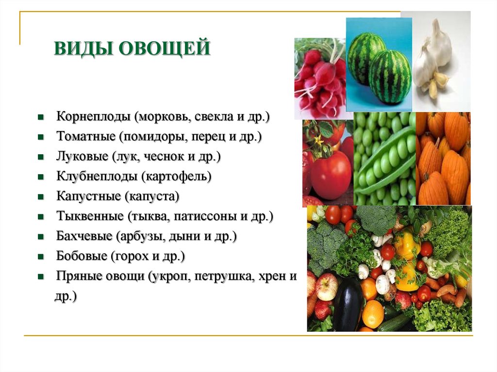 Овощи какое семейство. Овощные культуры. Разнообразие овощей. Овощные и плодовые культуры. Основные виды овощей.