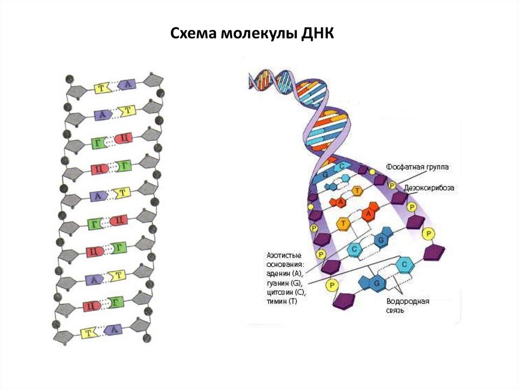 Какая структура днк