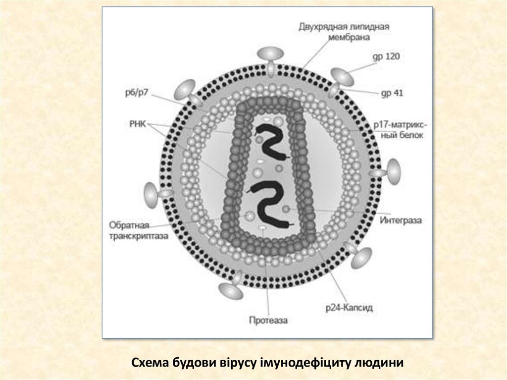 Рисунок строения вич. Строение вириона вируса иммунодефицита человека. Строение ВИЧ вируса схема. Схема строения вируса иммунодефицита человека. Строение вириона ВИЧ.