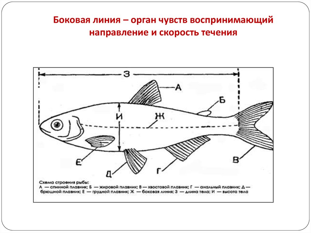 Функция органа боковой линии рыб. Схема измерения рыбы. Схема внешнего строения рыбы. Боковая линия у рыб. Строение боковой линии у рыб.