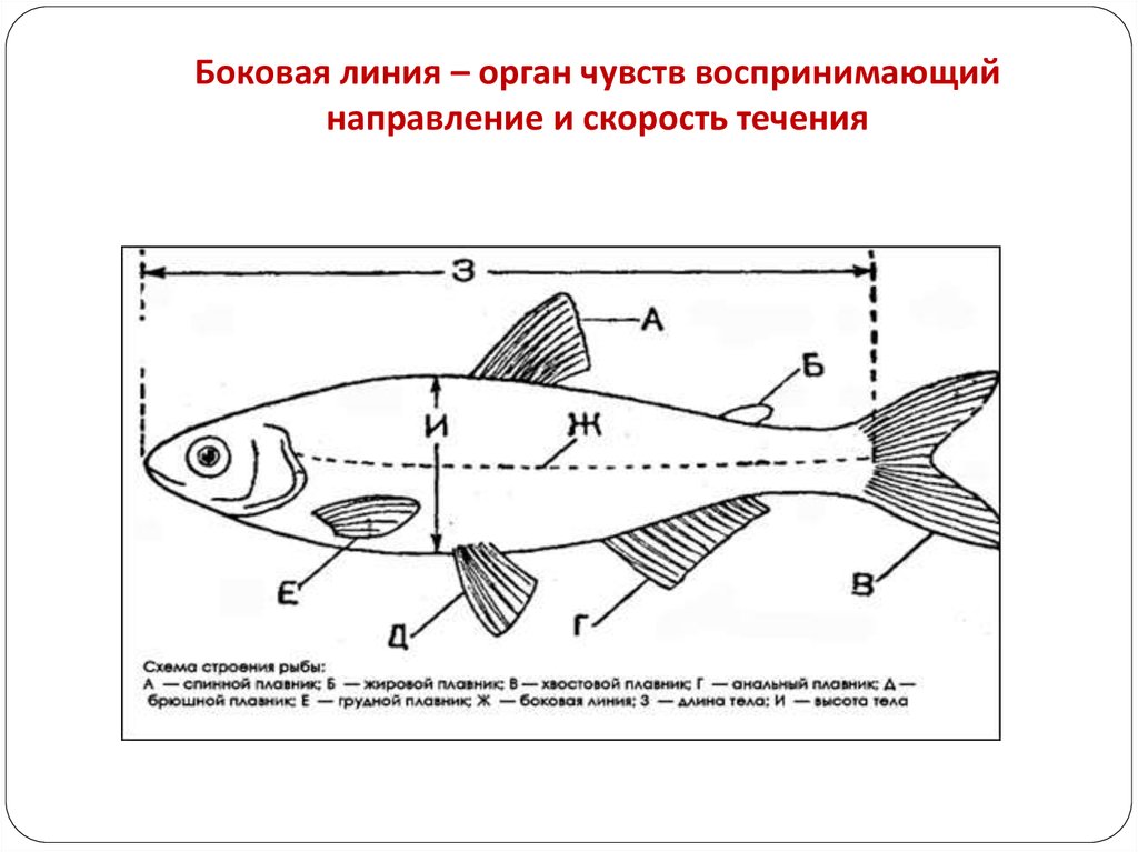 Главные признаки рыб схематический