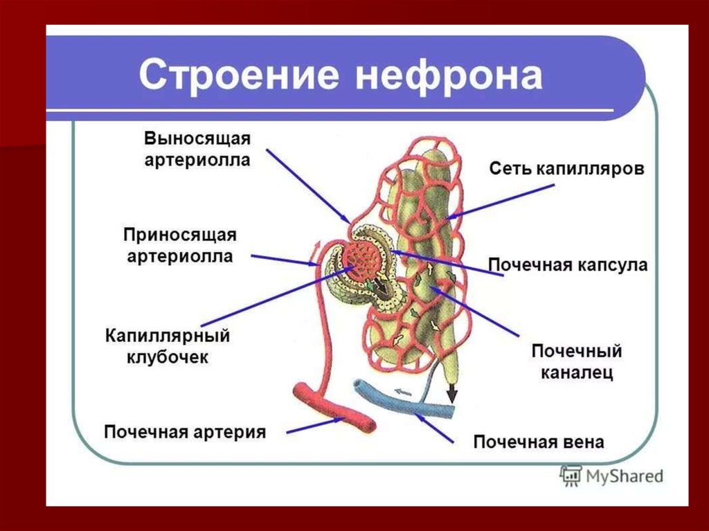 Выделение человека на фото онлайн