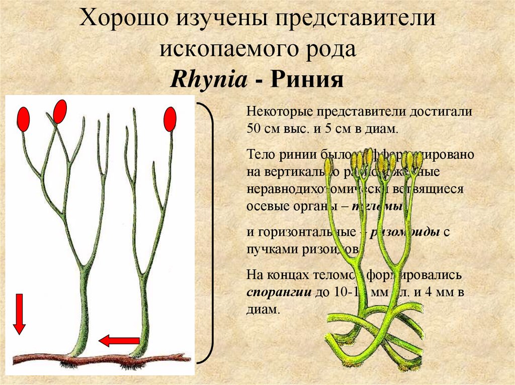 Риниофиты первые растения освоившие наземно воздушную. Псилофиты и Ринии. Псилофиты и риниофиты. Спорофит риниофита. Псилофиты и риниофиты строение.
