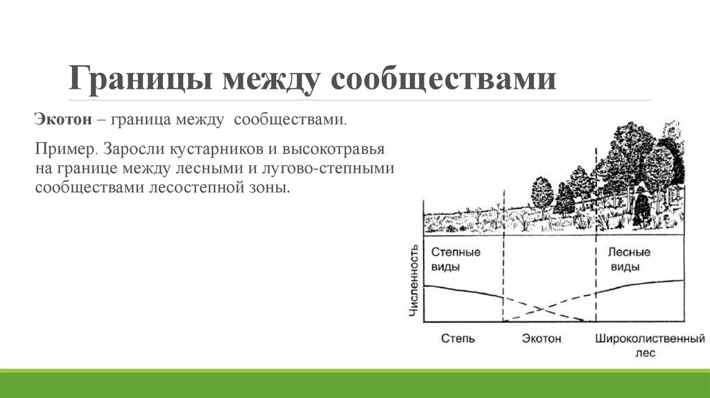 Разграничениями между. Границы между сообществами. Переходные зоны между сообществами. Границы сообществ. Граница между сообществами Экотон.