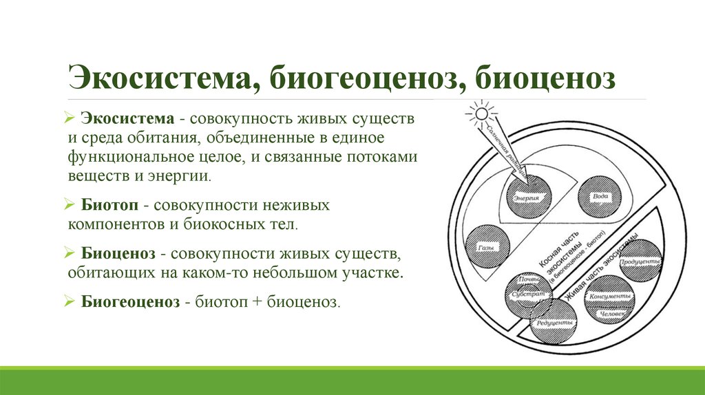 Проведите экскурсию в биогеоценоз под руководством учителя разработайте план и маршрут экскурсии