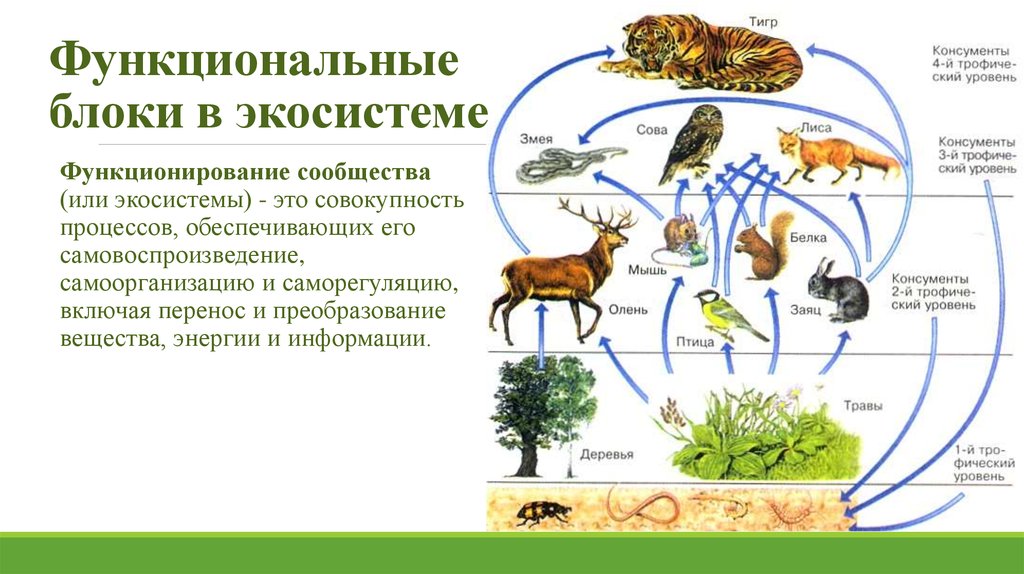 Биология 5 класс сообщества создаваемые человеком