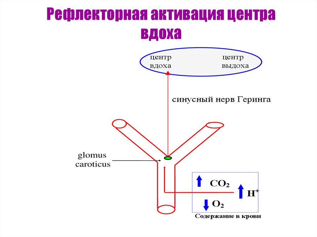 Рефлекторная активация центра вдоха схема